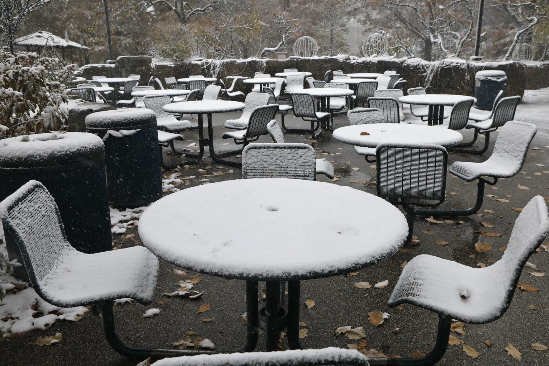 First snow covers the Zoo